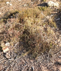 Hypodiscus procurrens