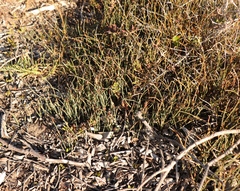 Hypodiscus procurrens