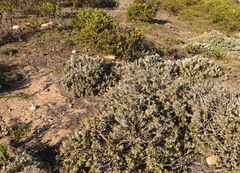 Berkheya coriacea