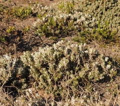 Berkheya coriacea
