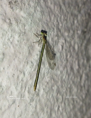 Agriocnemis pygmaea