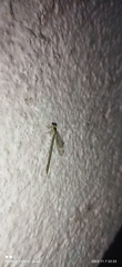 Agriocnemis pygmaea