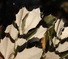 Berkheya coriacea