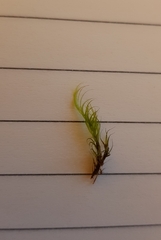 Flexitrichum gracile