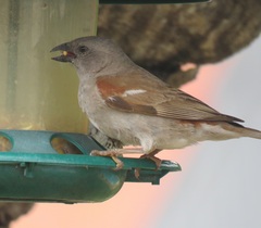 Passer diffusus stygiceps