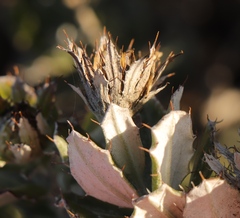 Berkheya coriacea