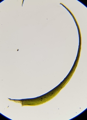 Flexitrichum gracile