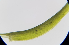 Flexitrichum gracile