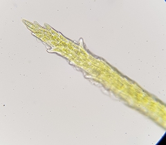 Flexitrichum gracile