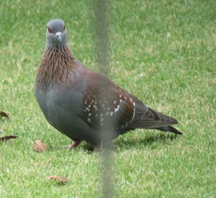 Columba guinea phaeonota