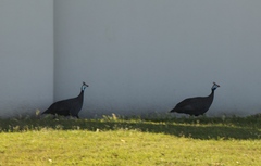 Numida meleagris coronatus