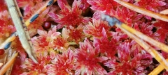 Sphagnum rubellum