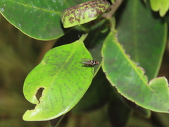 Limnophora obsignata