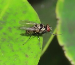 Limnophora obsignata