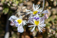 Polygala santacruzensis