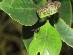 Limnophora obsignata