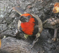 Lybius torquatus torquatus
