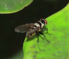 Limnophora obsignata