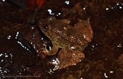 Limnonectes conspicillatus