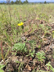 Potentilla crinita