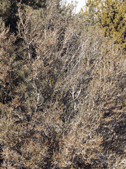 Cercocarpus intricatus