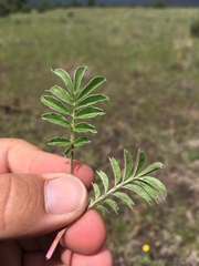 Potentilla crinita