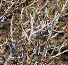 Cercocarpus intricatus
