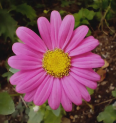Tanacetum coccineum