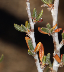 Cercocarpus intricatus