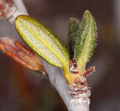 Cercocarpus intricatus