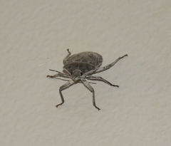 Peltasticus punctatus