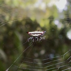 Gasteracantha fornicata