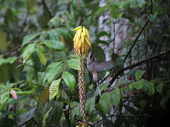 Phaethornis anthophilus