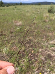Aristida arizonica
