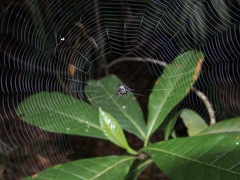 Gasteracantha fornicata
