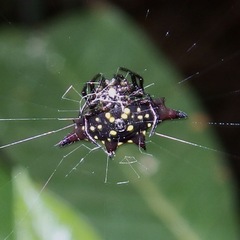 Gasteracantha fornicata