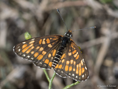 Chlosyne definita