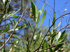 Tessaria dodonaeifolia