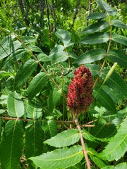 Rhus typhina
