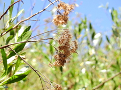 Tessaria dodonaeifolia