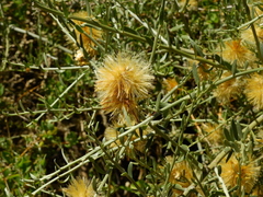 Cyclolepis genistoides