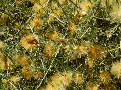 Cyclolepis genistoides