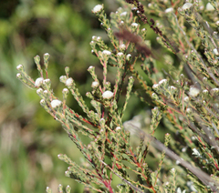 Leucadendron levisanus