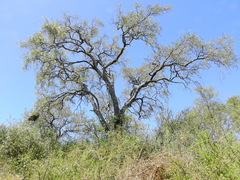 Aspidosperma quebracho-blanco
