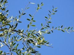 Aspidosperma quebracho-blanco