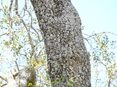 Aspidosperma quebracho-blanco