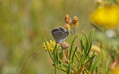 Pseudophilotes baton
