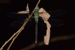 Anax imperator