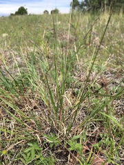 Aristida arizonica
