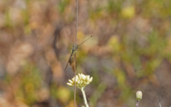 Libelloides ictericus corsicus